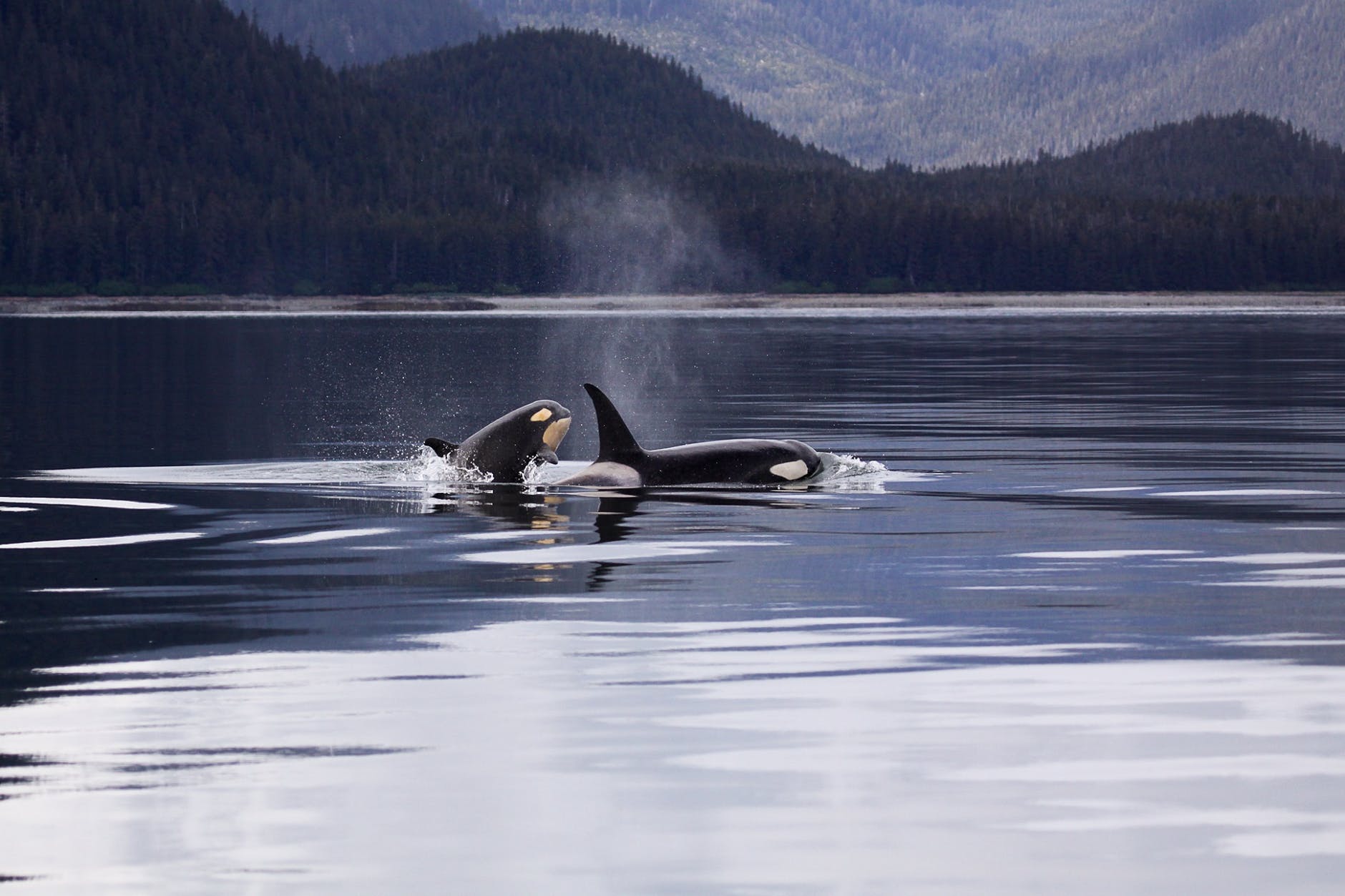 two killer whales luring on lake